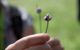 Identification of a chive plant (Photo: University of Hohenheim / Astrid Untermann).