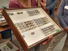 Dieser Kasten ist einer von vielen aus der entomologischen Sammlung des Naturkundemuseums Stuttgart. Er zeigt, wie unterschiedlich Bläulinge in Baden-Württemberg aussehen können. Solche Einblicke wurden bei einer Führung in die Schätze der naturkundlichen Stuttgarter Sammlung beim Landesbiologentages möglich.
