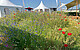 Specially selected wild bee-friendly native plants such as field chamomile, field marigolds, corn poppies, cornflowers and carnation bladderwort to bloom, visibly attracting numerous pollinators. This shows how important the targeted sowing of native plants on flower strips or at field margins is for promoting biodiversity. (Photo: KomBioTa)