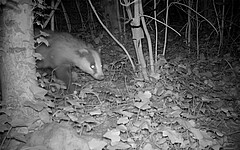 The biodiversity of the Hohenheim campus also includes shy badgers. However, mainly vascular plants were recorded, followed by beetles and moths. (Photo: University of Hohenheim/Department of Zoology)