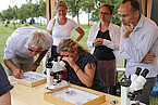 Ein Blick durchs Mikroskop ermöglicht den Expert:innen, die Art der Wildbienen und Wespen genau zu bestimmen. (Foto: Universität Hohenheim / KomBioTa)