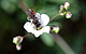 In the species knowledge tutorial offered by KomBioTa during the 2023 summer semester, students from all faculties were able to learn how to identify insects like this red speedwell sand bee. (Photo: David Becker)