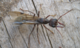 Daniela Mera-Rodríguez works with bulldog ants within KomBioTa. (Foto: Ypna at en.wikipedia, Winged bulldog ant (Myrmecia) in Kialla, Australia - 20100312, CC BY-SA 3.0.)