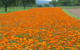 Foto: Calendula officinalis, Michael Straub.