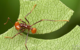 Blattschneiderameisen (Atta cephalotes) führen charakteristische kreisförmige Schnitte aus, um das Substrat für den Pilzgarten zu gewinnen. Hier eine Arbeiterin aus einer Kolonie an der University of Texas. (Foto: Alex Wild, used by permission)