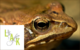 Foto: Olaf Plantener, Moorfrosch- Rana Arvalis, CC BY 3.0.