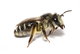 Andrena melaleuca female on white background
