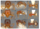 Holotypes of the newly described Vanuatuan species. Pheidole epaoensis (A-C), P. nivanuatu (D-F), P. tanakarensis (G-I)
