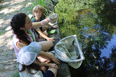 Amphibian tour at the Hohenheim pond with Maggie Eppli; discovery of newt larvae ©KomBioTa